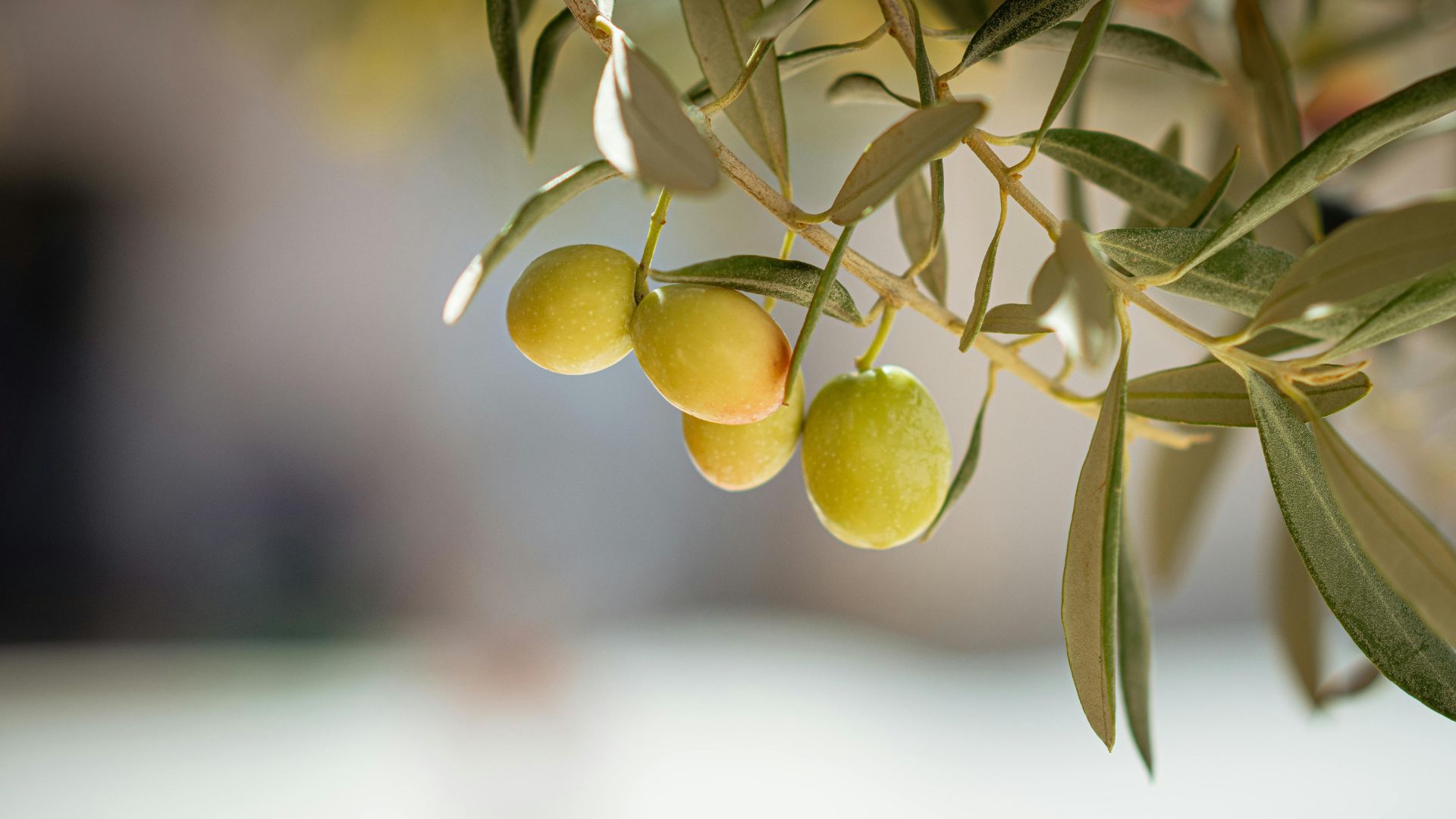 Aceituna Mallorquina